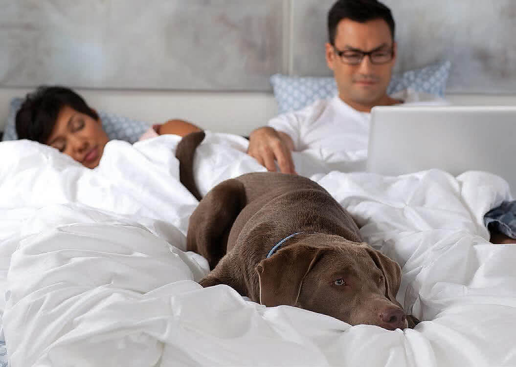 ������ Sealy Hybrid Plush � ������ � �������� ������ � ������ �������: 32 ��.